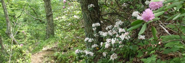 rhododendrons and mountain laurel